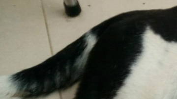 "Nube Viajera" fue el nombre de esta bella perrita.