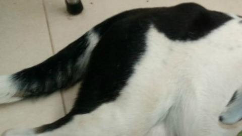 "Nube Viajera" fue el nombre de esta bella perrita.
