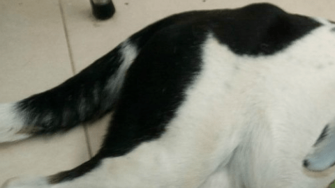 "Nube Viajera" fue el nombre de esta bella perrita.