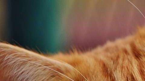 Un gato callejero sería investigado por un delito.