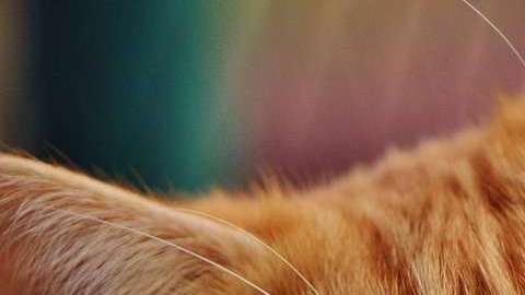 Un gato callejero sería investigado por un delito.