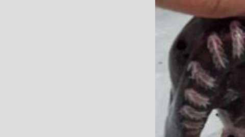 Este pez tiene 80 millones de años de habitar los mares.