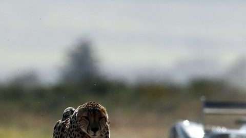 La campaña trata de concienciar de la influencia del cambio climático sobre las especies en peligro de extinción.