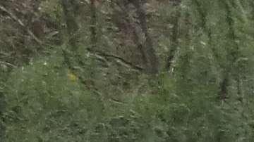 La Patrulla Fronteriza maneja el incidente como un ataque.