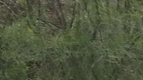 La Patrulla Fronteriza maneja el incidente como un ataque.