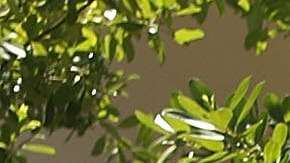 Al menos 300,000 personas serían afectadas.