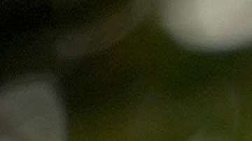 Radican en el Congreso proyecto para prohibir la venta de rifles de asalto