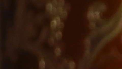 El presidente Trump recauda fondos para 2020.