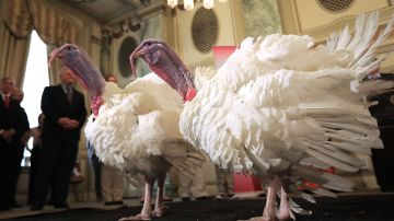 Los pavos participarán en la ceremonia de este martes.