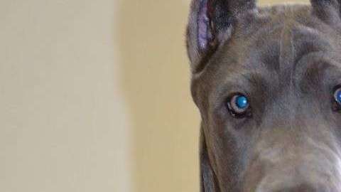 Este perro también busca estar cómodo con el resto de su familia en el sofá.