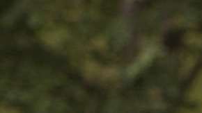 El cazador creyó disparar a  un venado.