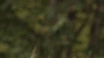 El cazador creyó disparar a  un venado.