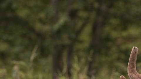 El cazador creyó disparar a  un venado.