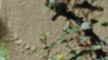 El amor le ha vuelto a sonreír a Lady Gaga.