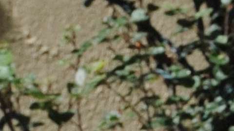 El amor le ha vuelto a sonreír a Lady Gaga.