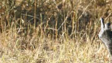 Este mono respondió así a las miradas de los turistas que pasaban subidos a sus autos.