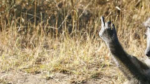 Este mono respondió así a las miradas de los turistas que pasaban subidos a sus autos.