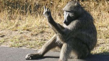 Este mono respondió así a las miradas de los turistas que pasaban subidos a sus autos.
