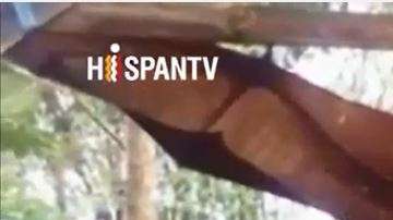 Este murciélago pertenece a la especie de zorro volador de corona dorada gigante.