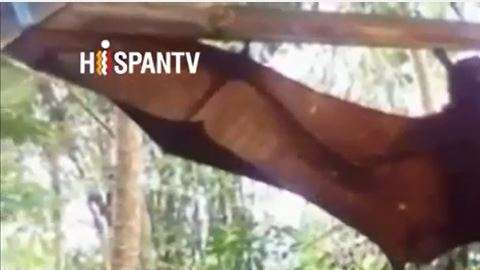 Este murciélago pertenece a la especie de zorro volador de corona dorada gigante.