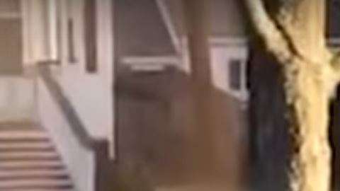 La extraña coreografía de las aves alrededor de un cadáver se propagó como pólvora por las redes. (Fotocaptura de video)