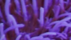 La clorofila de algunos vegetales tiene muchos beneficios para el organismo.