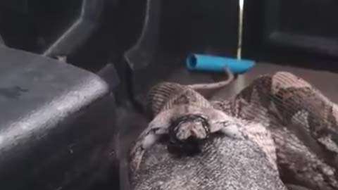 La pitón expulsó a su presa: un lagarto.