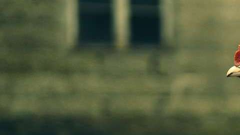 Ahora las gallinas dejarán de ser el desayuno.