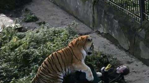 El tigre actuó por instinto para defender su territorio.