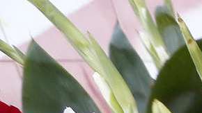 La devoción para la Virgen de Guadalupe es muy grande en Los Ángeles. (Aurelia Ventura/ La Opinión)