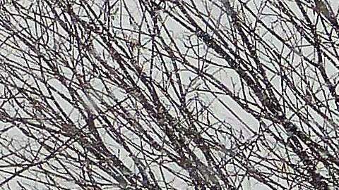 La nieve comenzó a blanquear NY desde las 10 a.m.