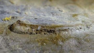 El ojo fue hallado en un fósil de trilobita excavado en Estonia.