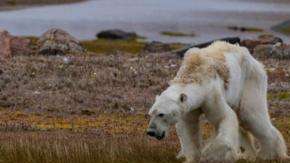Los osos polares cazan sus presas desde el hielo y éste está disminuyendo cada año en el Ártico.