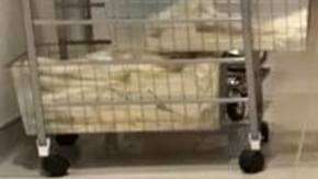 La pequeña McKenzie Garrison lucha contra una grave enfermedad de médula osea.