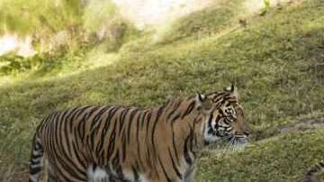 Anala y Jeda se incorporan poco a poco a su hibitat.