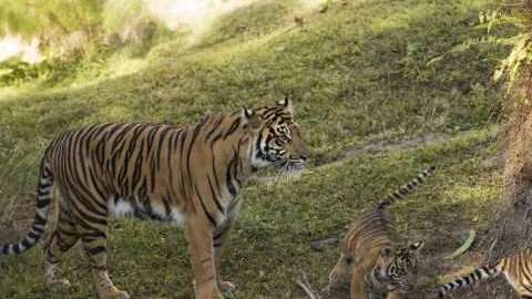 Anala y Jeda se incorporan poco a poco a su hibitat.