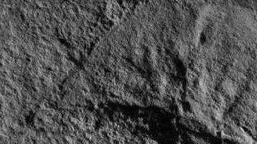 El fósil parece mucho al casco de Darth Vader.