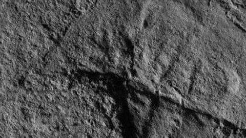 El fósil parece mucho al casco de Darth Vader.