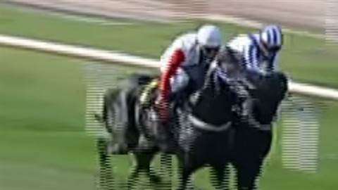 Un caballo mordió a otro durante una carrera en el hipódromo