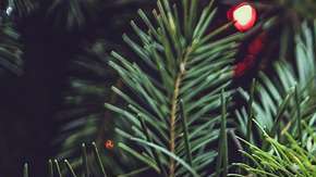 Si tu árbol es natural, hay que tomar más precauciones.