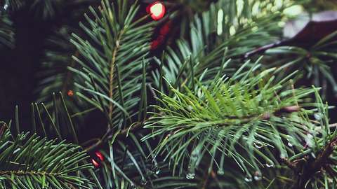Si tu árbol es natural, hay que tomar más precauciones.