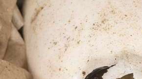 Nace un cocodrilo de una especie en peligro de extinción.