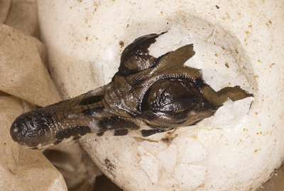 Nace un cocodrilo de una especie en peligro de extinción.