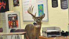 Un reno se cuela en el pasillo de una escuela.