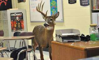 Un reno se cuela en el pasillo de una escuela.