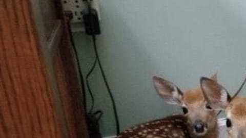 Tres cervatillos se intenta proteger de la tormenta en el interior de una vivienda