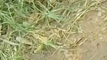 drowning-puppy-rescue