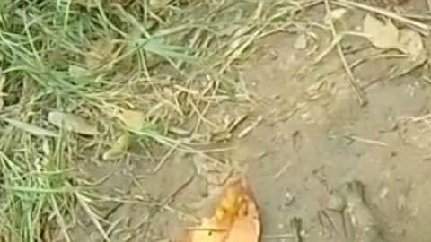 drowning-puppy-rescue