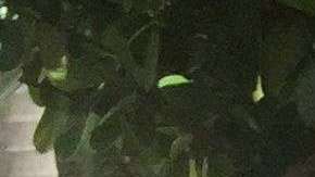 La mayoría de los cubanos se concentra en Florida.