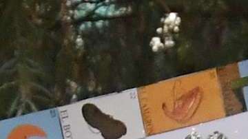 Los jóvenes DACA confían mantener el beneficio migratorio.